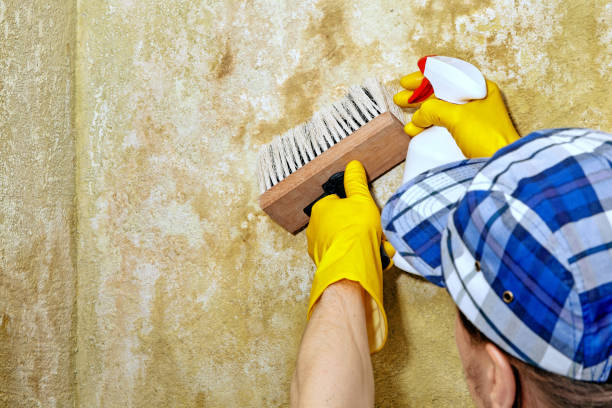 Mold Remediation for Vacation Homes in Beggs, OK