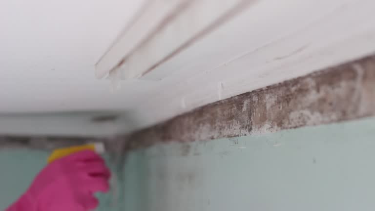 Best Mold Documentation for Insurance Claims  in Beggs, OK